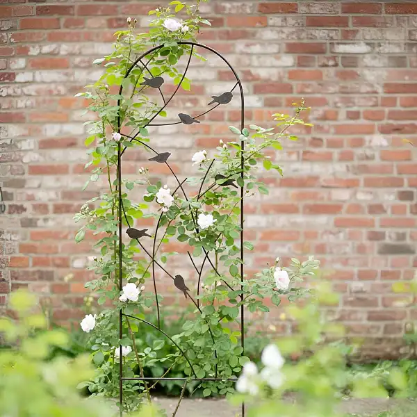 treillis oiseau plante grimpante DAFE100  treillis oiseau plante grimpante DAFE100