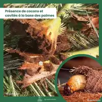 Nématodes contre le charançon rouge du palmier, NemaPalmier