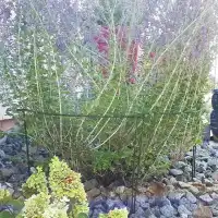 Tuteur demi cercle pour plantes vivaces touffues