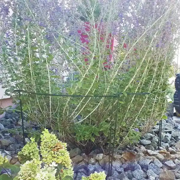 tuteur demi cercle lune croissant lavande