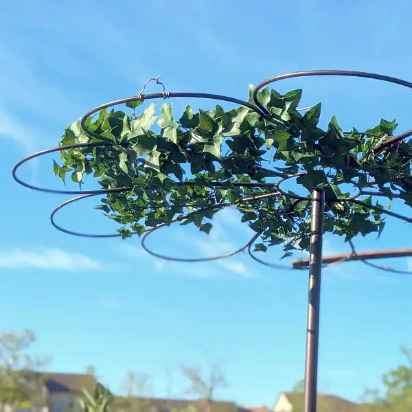 tuteur marguerite client  tuteur marguerite client