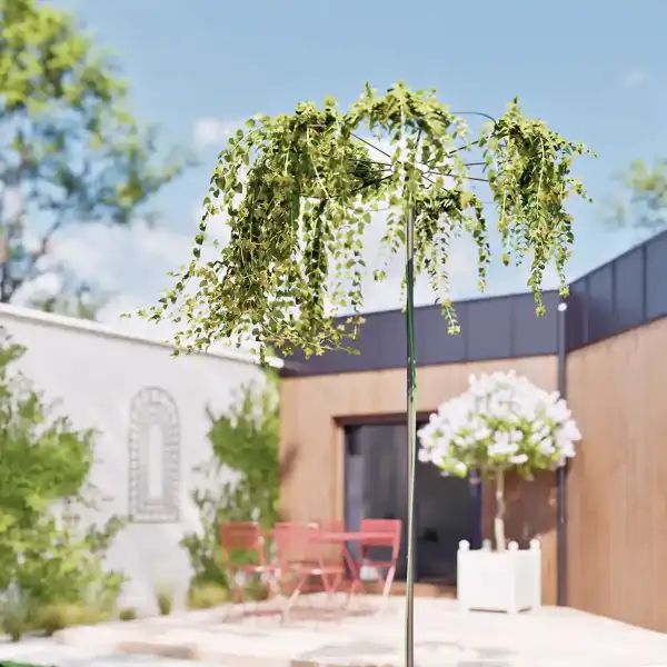 tuteur marguerite parapluie plante