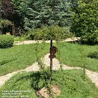 Tuteur Parapluie marguerite  Tuteur Parapluie marguerite
