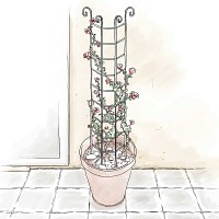 Tuteur colonne volute - Rosiers et plantes grimpantes - Marron - acier peint