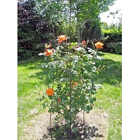 Tuteur rosier paysage 1.85m