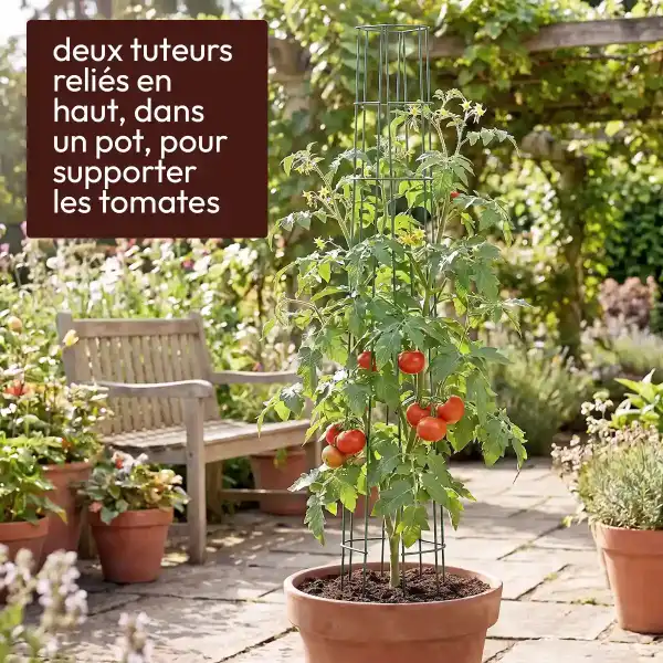 tuteur tomate pot fleur tomate