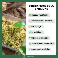 Mousse de sphaigne fraiche - 2kg