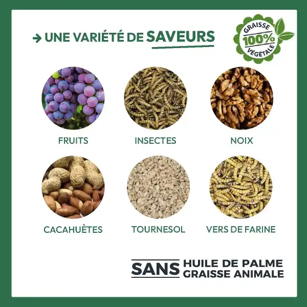 variantes saveurs cylindres graisse oiseaux 2