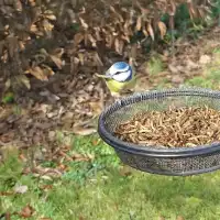 Vers de farine séchés - Nourriture pour oiseaux 200g