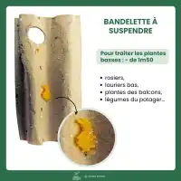 100 oeufs de coccinelles anti pucerons - Plantes basses