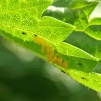 100 oeufs de coccinelles anti pucerons - Plantes basses