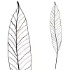 Tuteurs décoratifs en acier peint - Feuille de charme H. 180cm - lot de 2