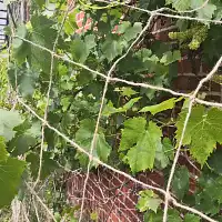 Filet à ramer en jute - Treillis potager 180 x 180cm