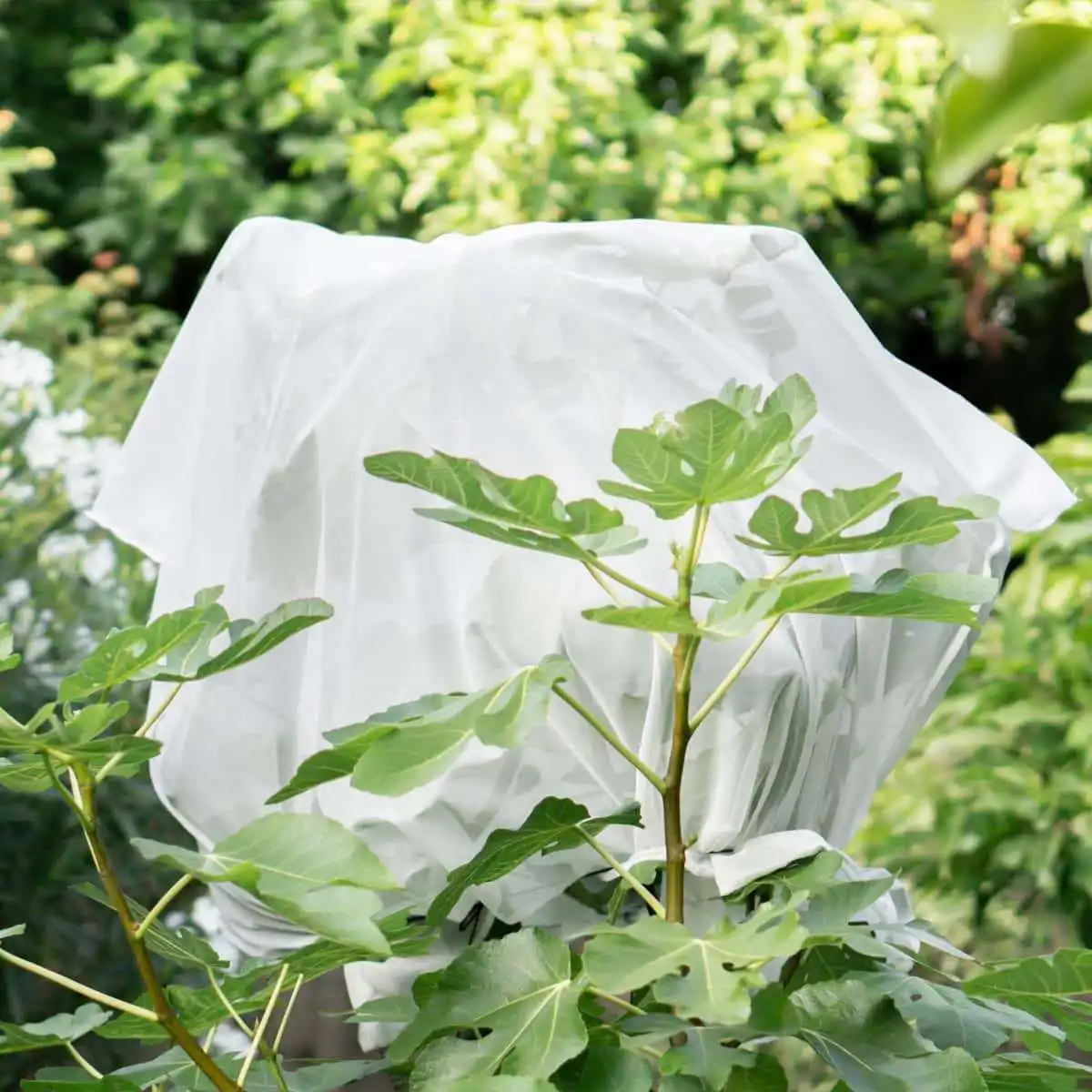 Housse de protection pour arbre fruitier 120cm  Housse de protection pour arbre fruitier 120cm