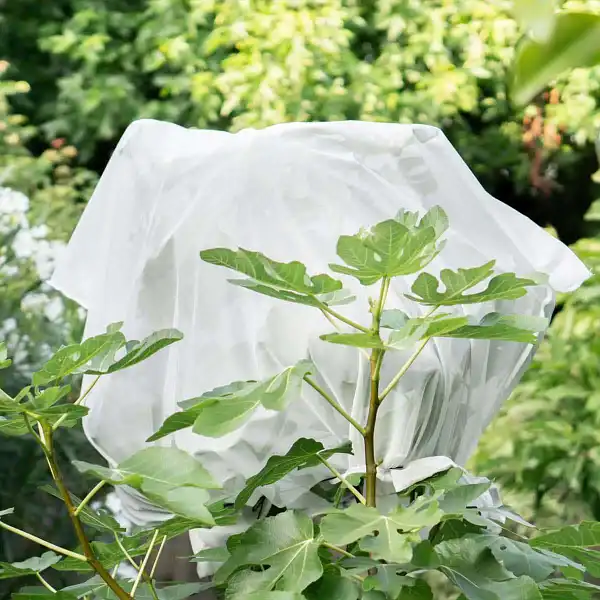 filet insectes fruitier  filet insectes fruitier