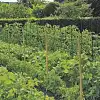 Filet à ramer bio compostable pour palissage et croissance - L. 5 x l. 1,85 m