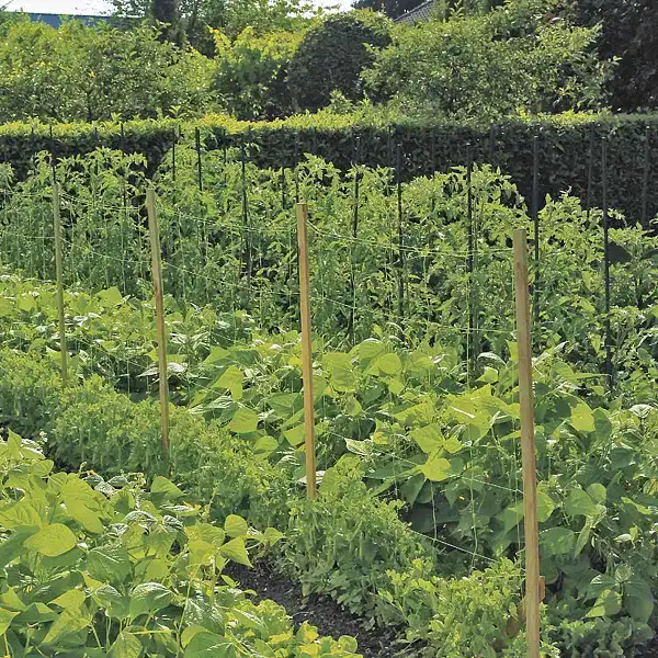 filet ramer croissance  filet ramer croissance