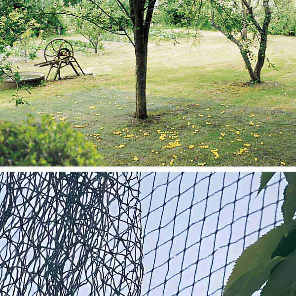 filet recolte olives fruit noir