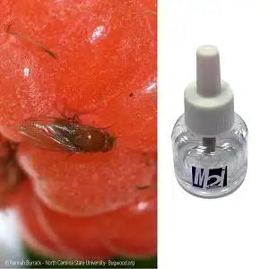 Fiole de phéromone contre la mouche asiatique des fruits Suzukii