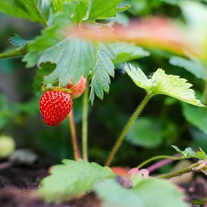 Lien vers un produit variante ou accessoire : Plants assortis de fraisiers mara des bois et charlotte lot de 6