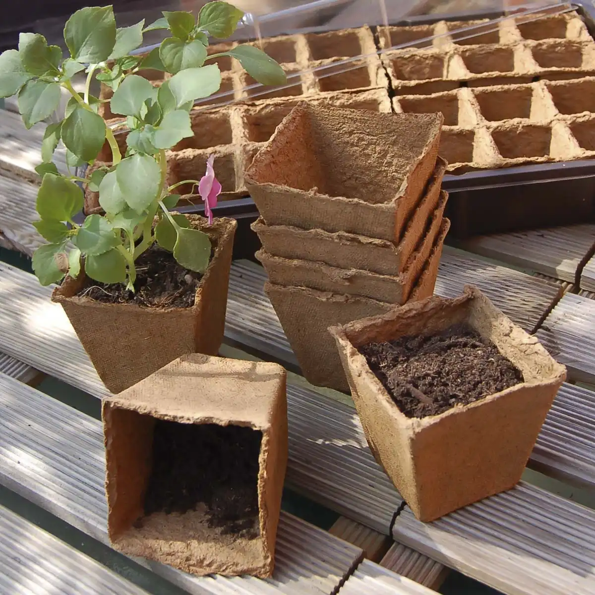 Pots à semis 6x6cm 100% biodégradable - lot de 20  Pots à semis 6x6cm 100% biodégradable - lot de 20
