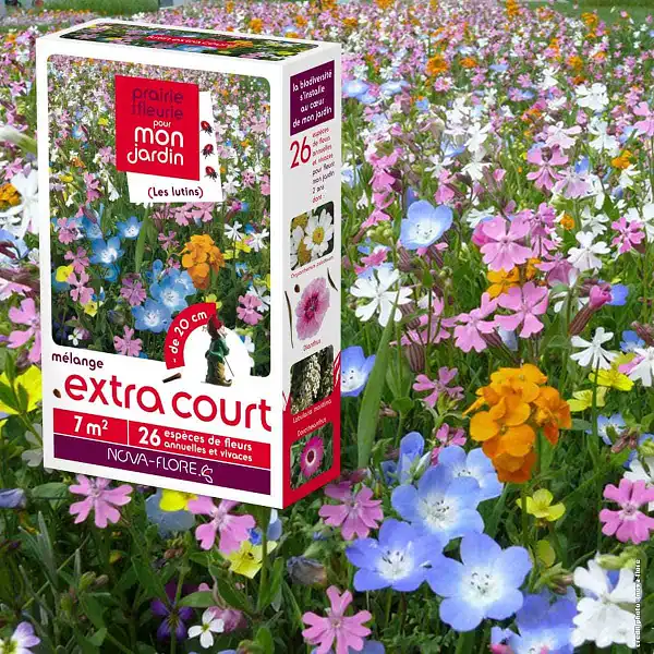 graine fleurs extra court