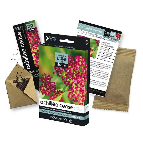 graines achillee cerise jardin graines achillee cerise jardin