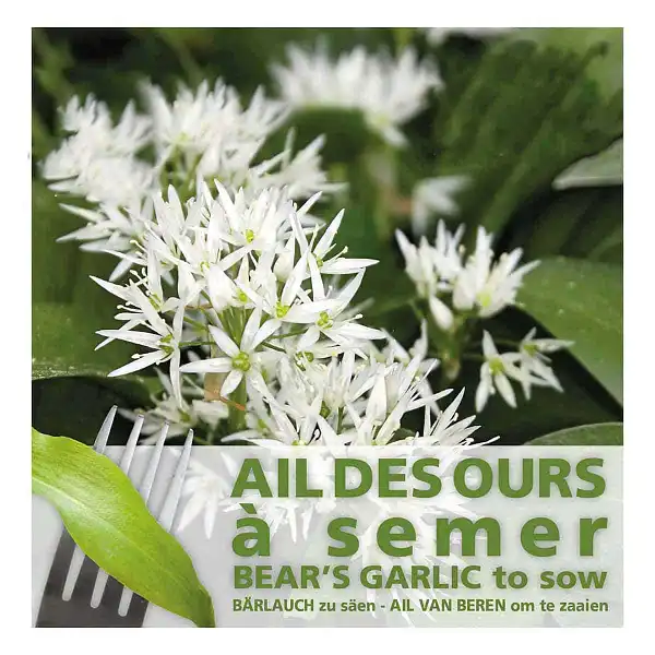 graines ail ours semer