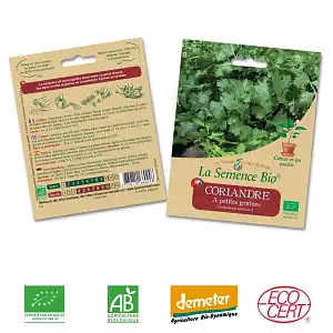 Coriandre à petites graines semence bio