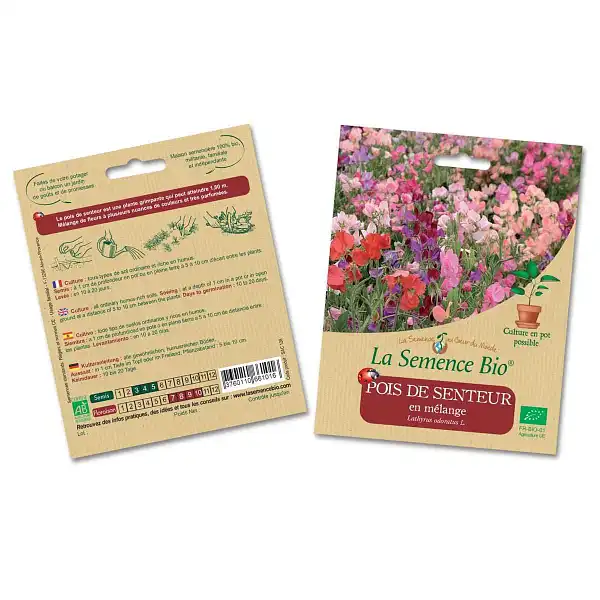 graines pois de senteur