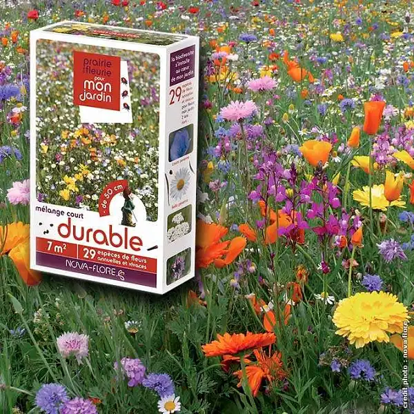 graines prairie fleurie durable