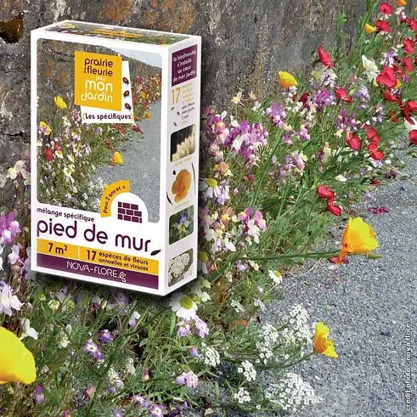 graines prairie fleurie mur