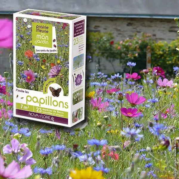 graines prairie fleurie papillon