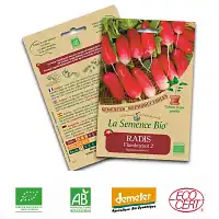 Radis flamboyant graine semence bio