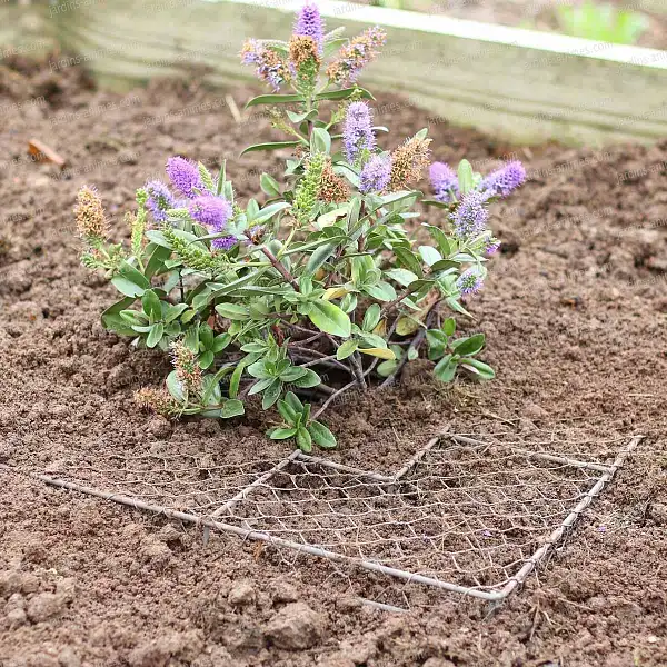 grillage protection plantes grillage protection plantes