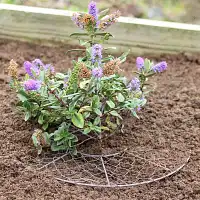 Grillages de protection anti Chien et Chat pour plantes 40cm - Rond - lot de 2