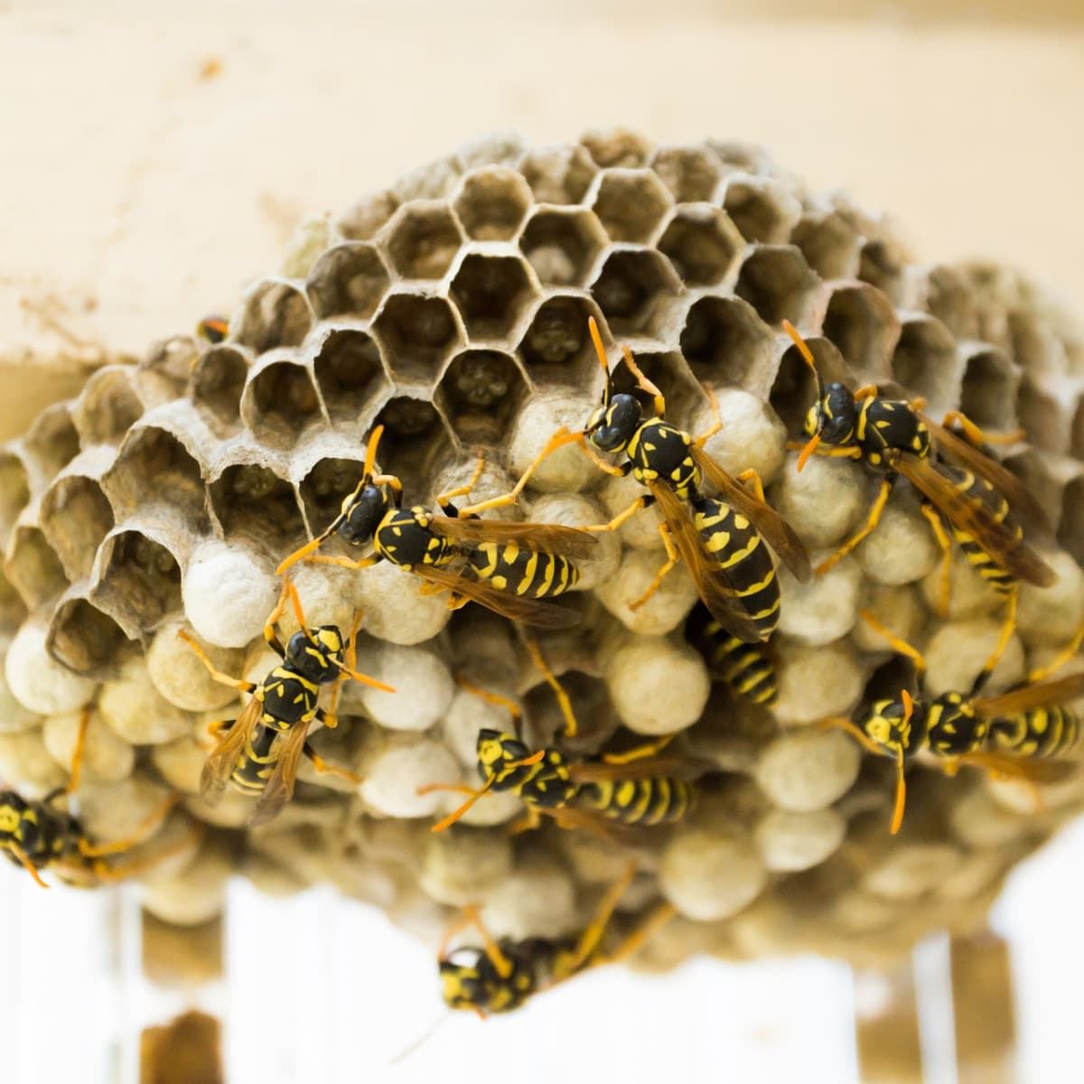 A quoi sert la guepe ? - Pourquoi le frelon asiatique est-il dangereux pour les abeilles ?