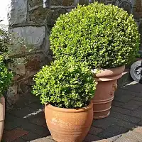 Topiaire Sphère - Gabarit de coupe pour sculpture boule