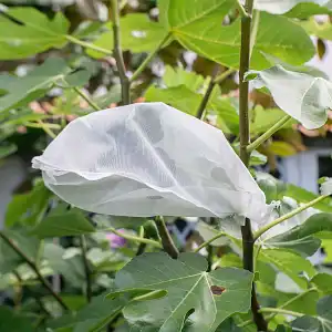 Lot De 2 Housses Hivernales Pour Pots De Fleurs – Protection Contre Le Gel, Taille 150x45x40 Cm, Avec Cordon De Serrage