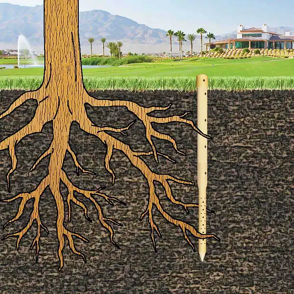 irrigation racines arbre