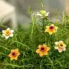 Jonquille en céramique sur tige à planter - Déco jardin