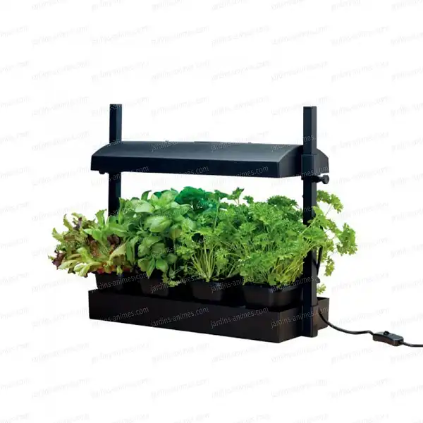 kit bouturrage croissance