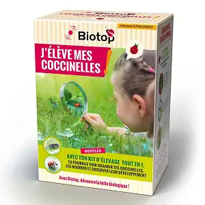 Kit pédagogique d'élevage de coccinelles Coccifly