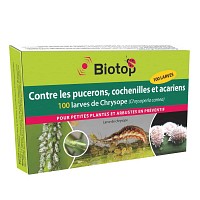 Chrysope 100 larves, anti pucerons préventif