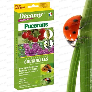 larves coccinelle pucerons 300x300