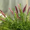 Fleurs sauvages en céramique sur tige à planter - Déco jardin