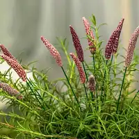 Fleurs sauvages en céramique sur tige à planter - Déco jardin