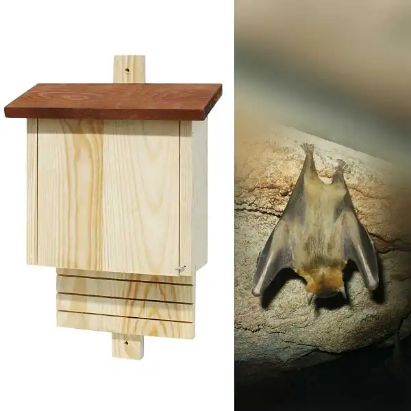 maison abri chauve souris