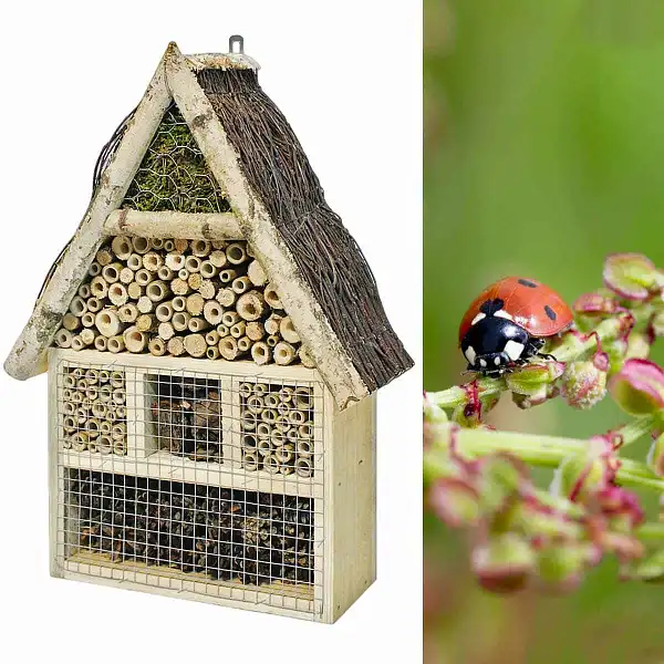 maison gite insectes