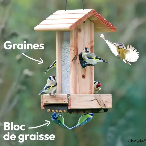 mangeoire oiseau silo bloc graisse
